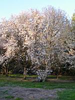 Magnolia Kobus (fam Magnoliacees) (Japon) (Photo F. Mrugala) (1)
